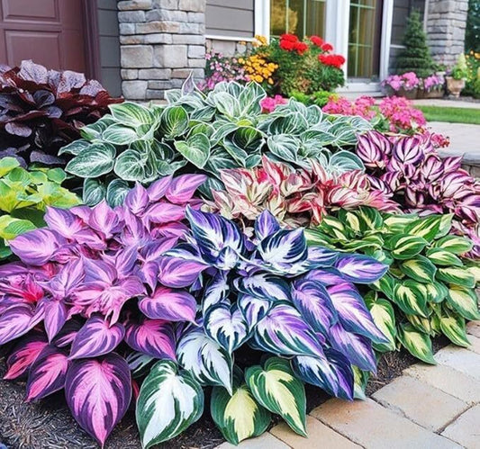 AI IMPORTED SEEDS HOSTA SEEDS AND PLANT GROWTH FREE PACK 2