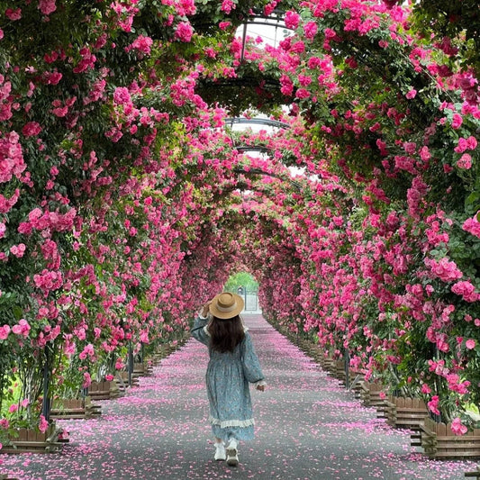 AI elegant climbing rose flower seeds pack 2(100 seeds)