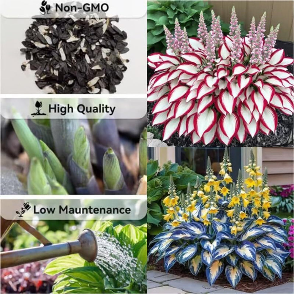 AI IMPORTED SEEDS HOSTA SEEDS AND PLANT GROWTH FREE  PACK 2